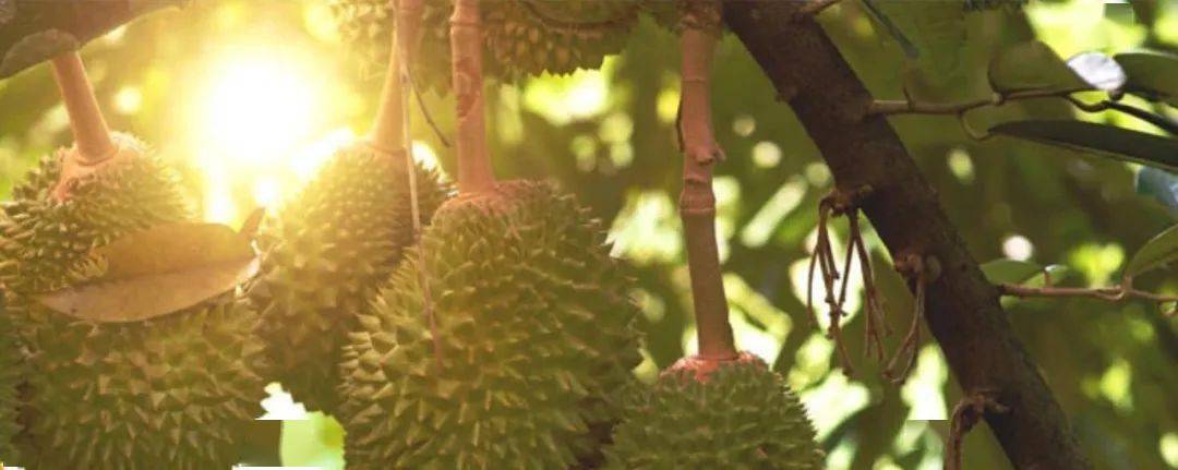 水果进口报关：马来西亚榴莲进口清关费用及注意事项