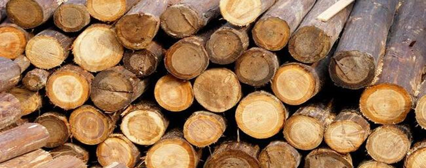 木材进口需要注意哪些事项？